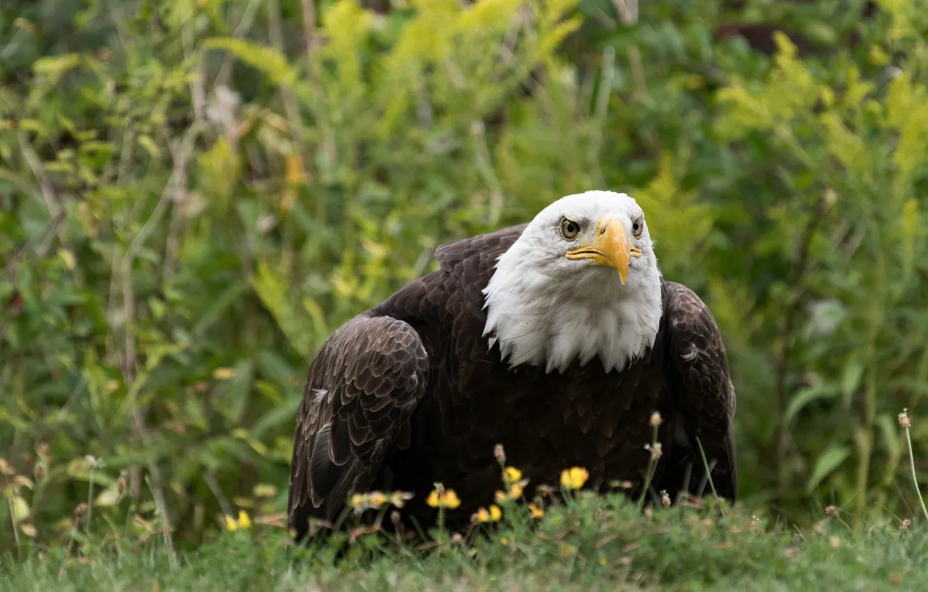 Photo wallpaper grass, look, bird, predator, predatory, bald eagle