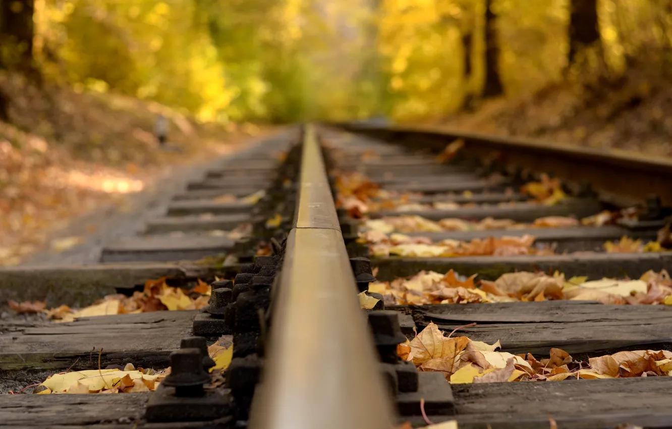 Photo wallpaper road, autumn, forest, leaves, macro, nature, rails, yellow