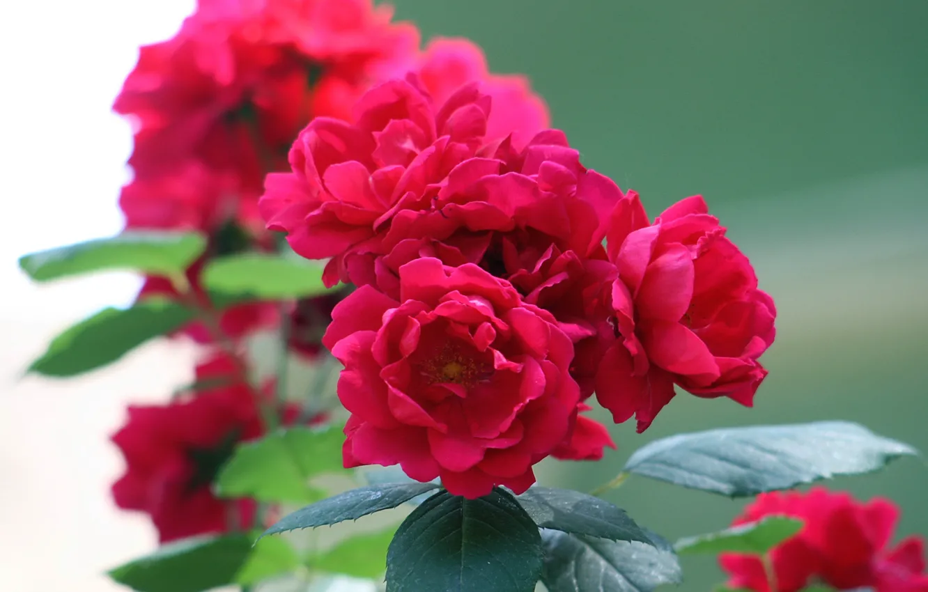 Photo wallpaper summer, green, roses, raspberry, inflorescence