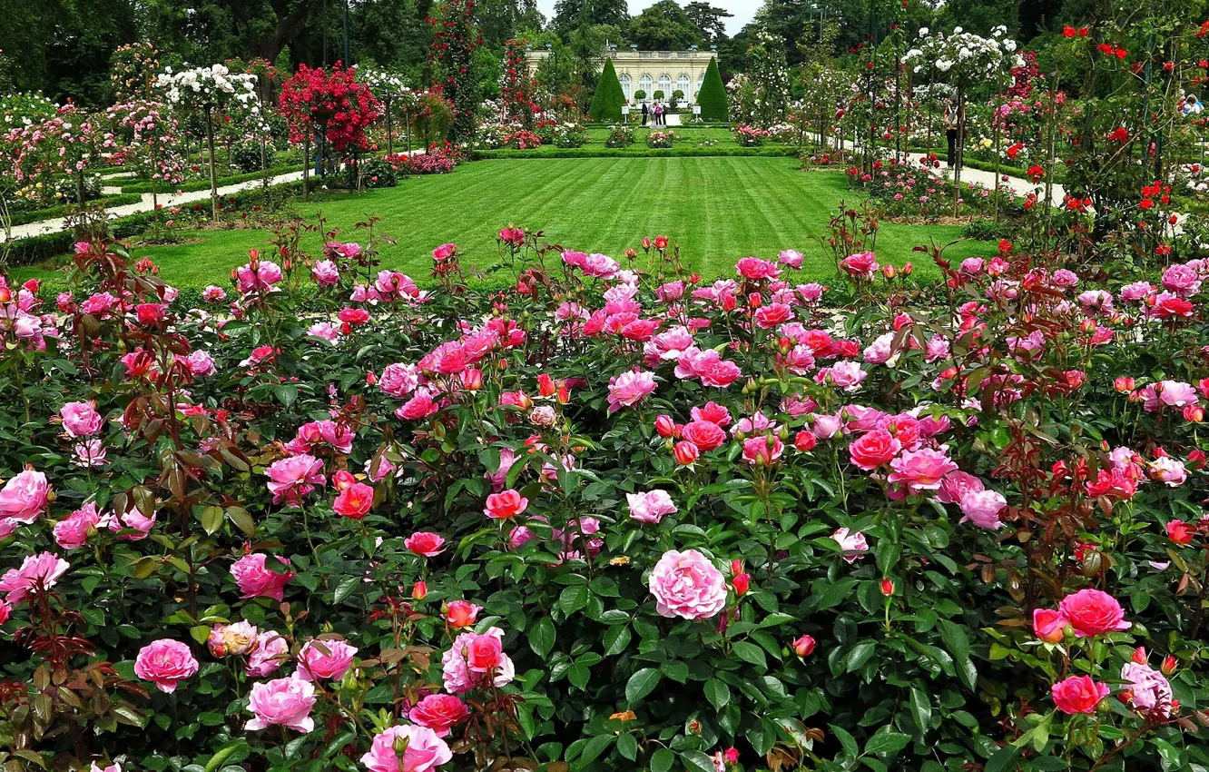 Photo wallpaper lawn, roses, garden
