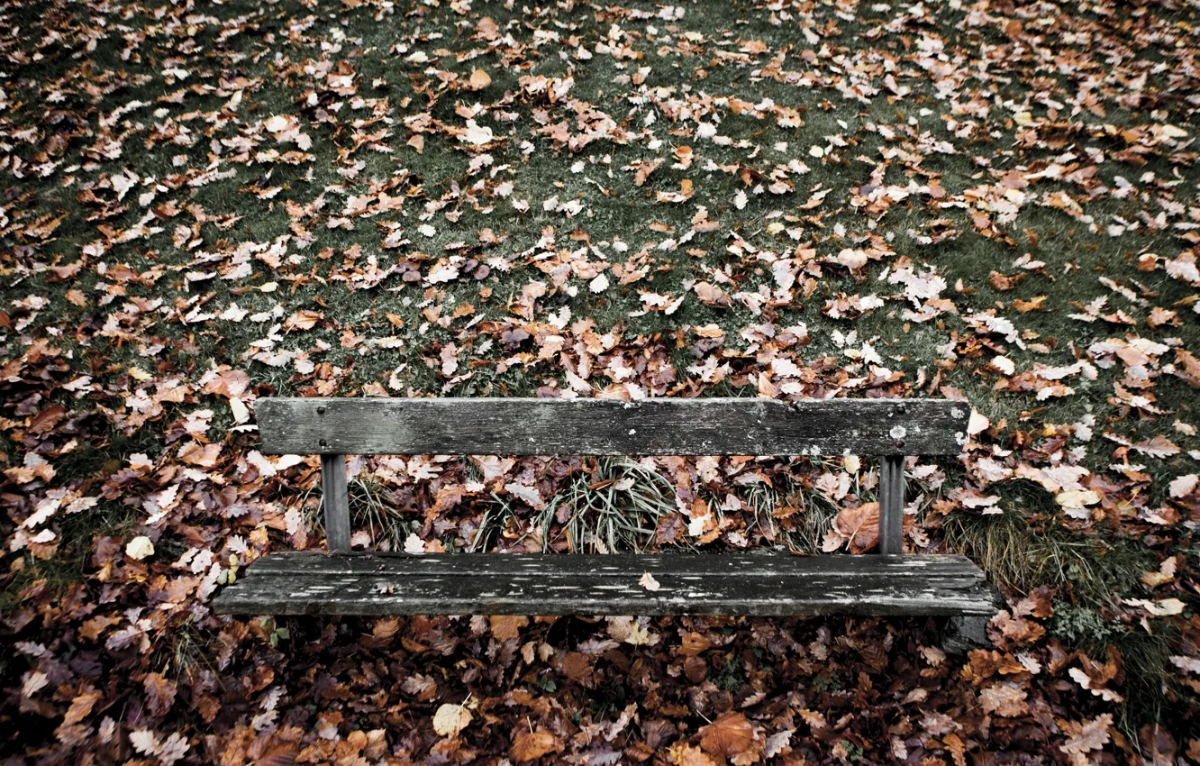 Photo wallpaper leaves, nature, bench