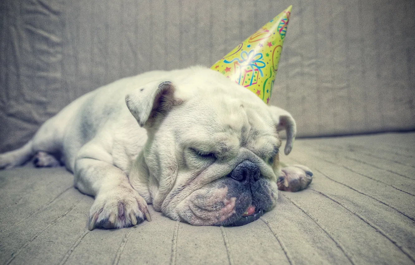 Photo wallpaper comfort, each, dog