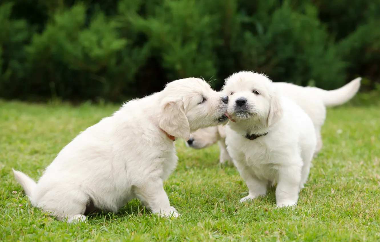 Photo wallpaper dogs, puppies, walk, affection