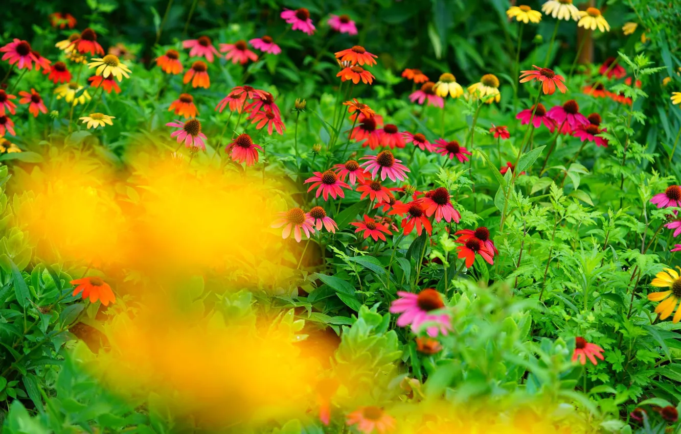 Photo wallpaper flowers, garden, flowerbed, Echinacea