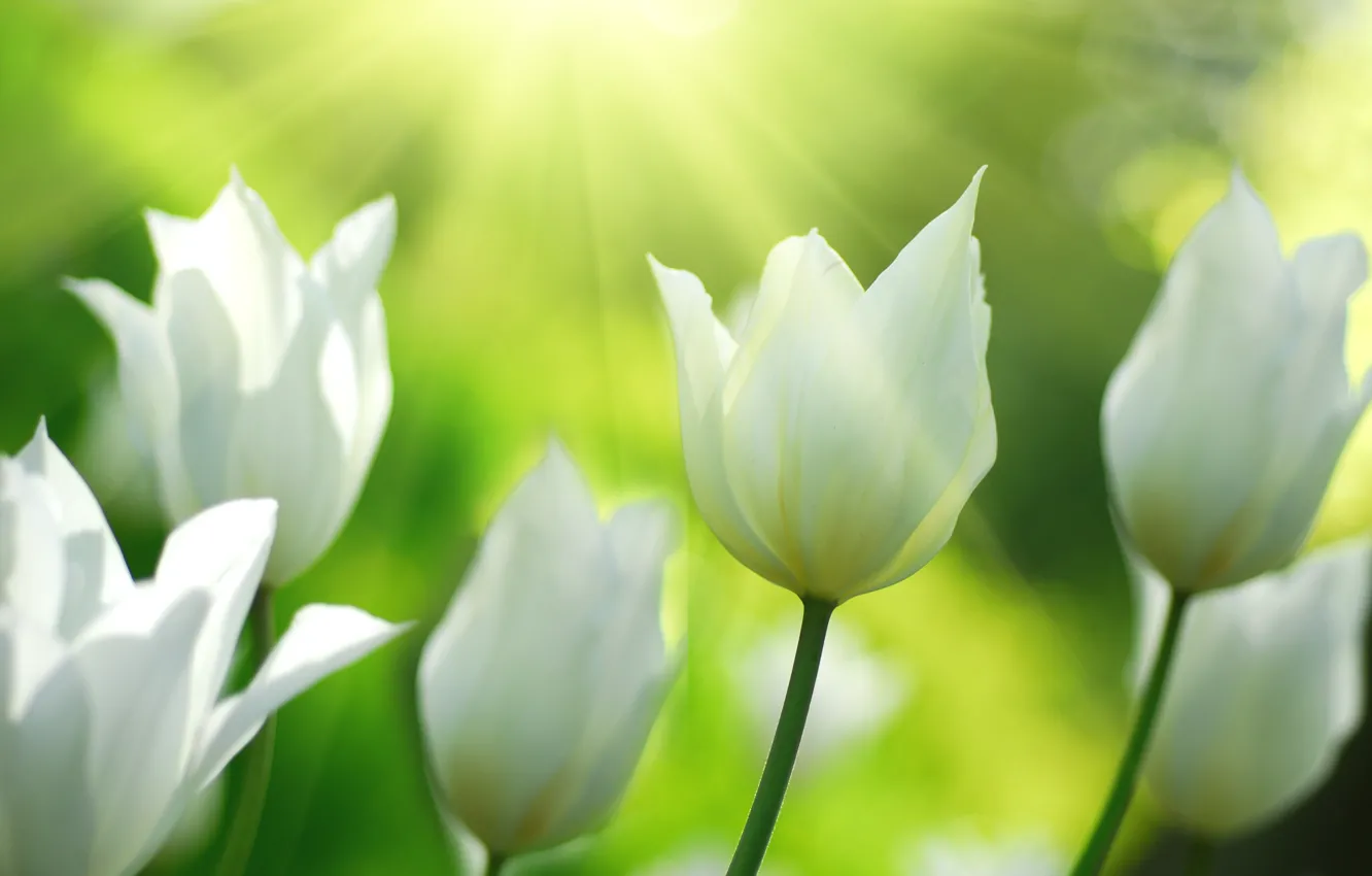 Photo wallpaper light, flowers, nature, spring, tulips, white