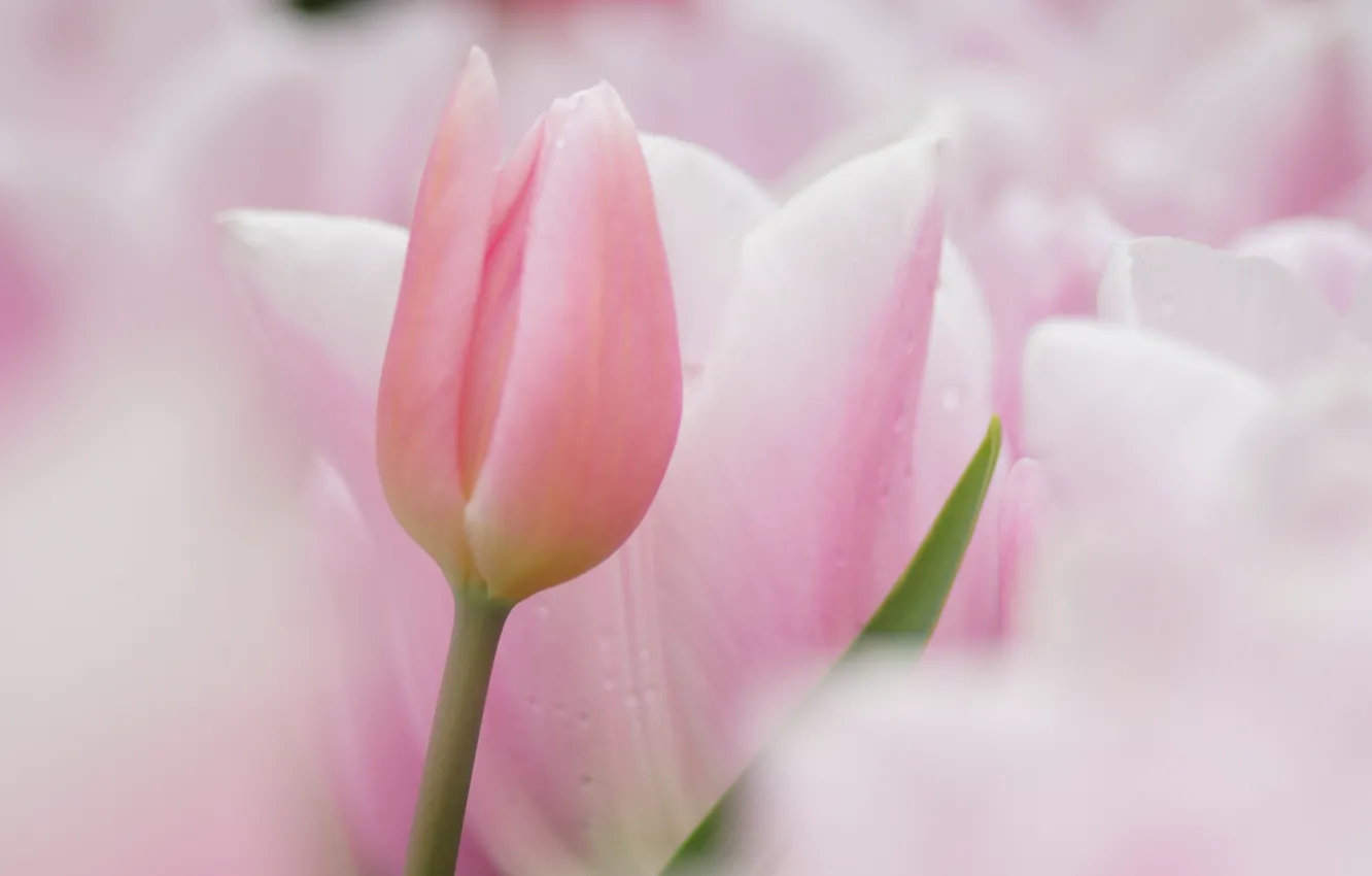 Photo wallpaper flowers, focus, tulips, gentle, pink