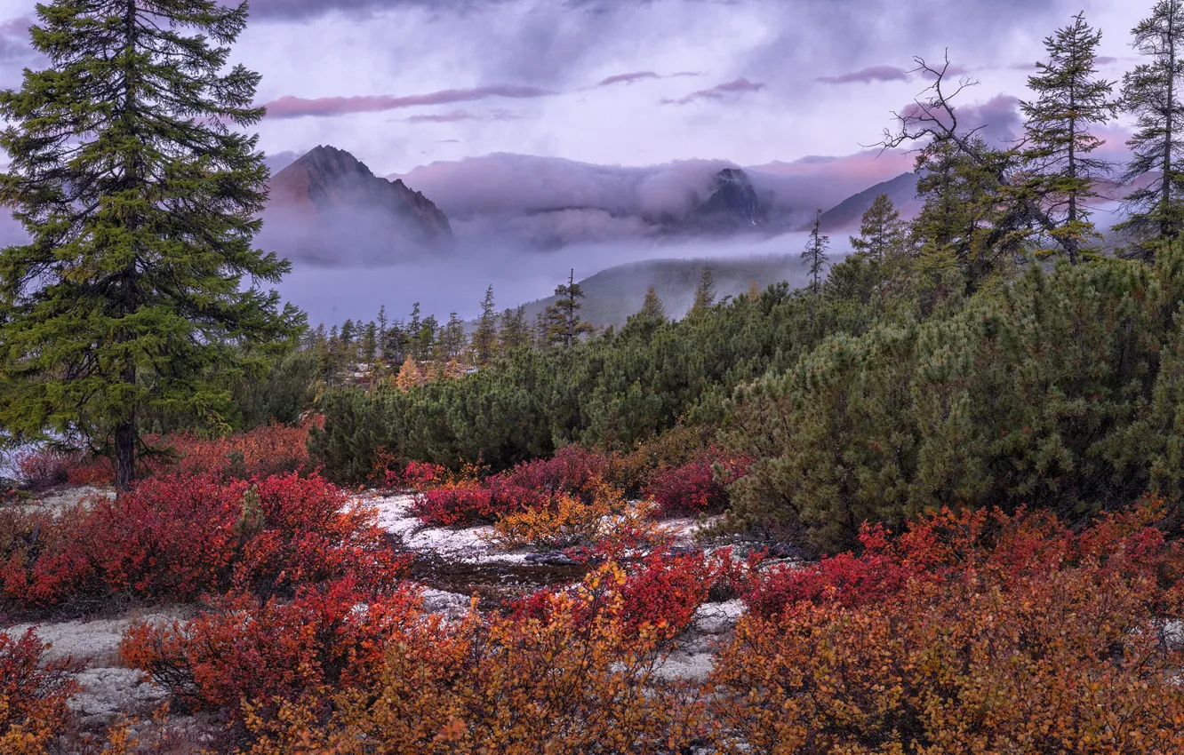 Photo wallpaper autumn, trees, landscape, mountains, nature, fog, vegetation, shrubs
