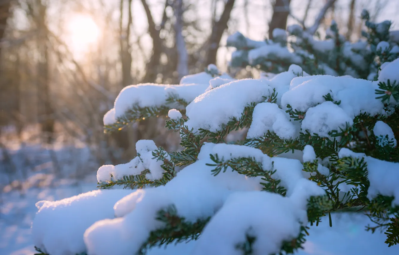 Photo wallpaper winter, forest, the sun, light, snow, trees, branches, nature