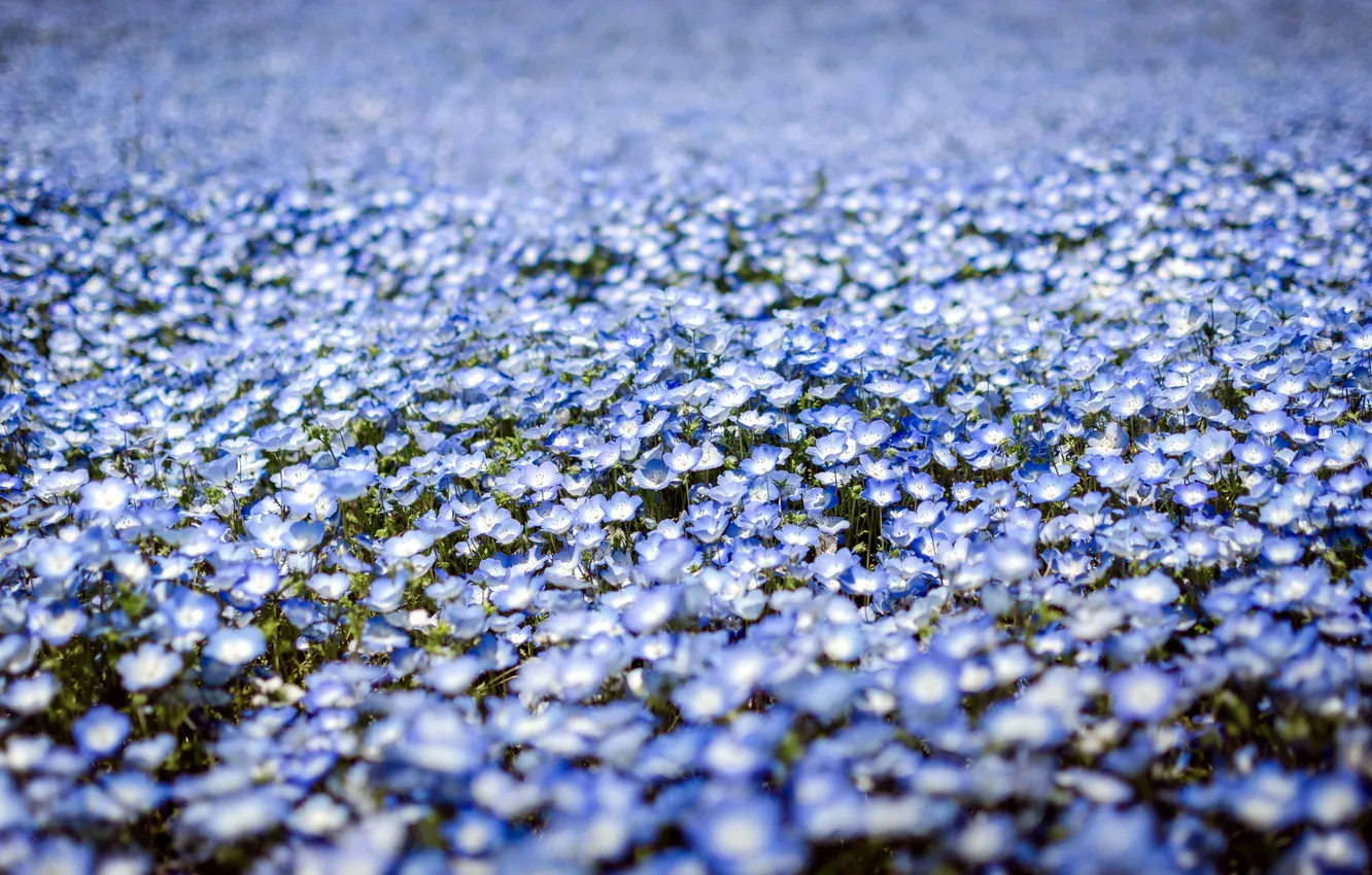 Photo wallpaper flowers, nature, spring