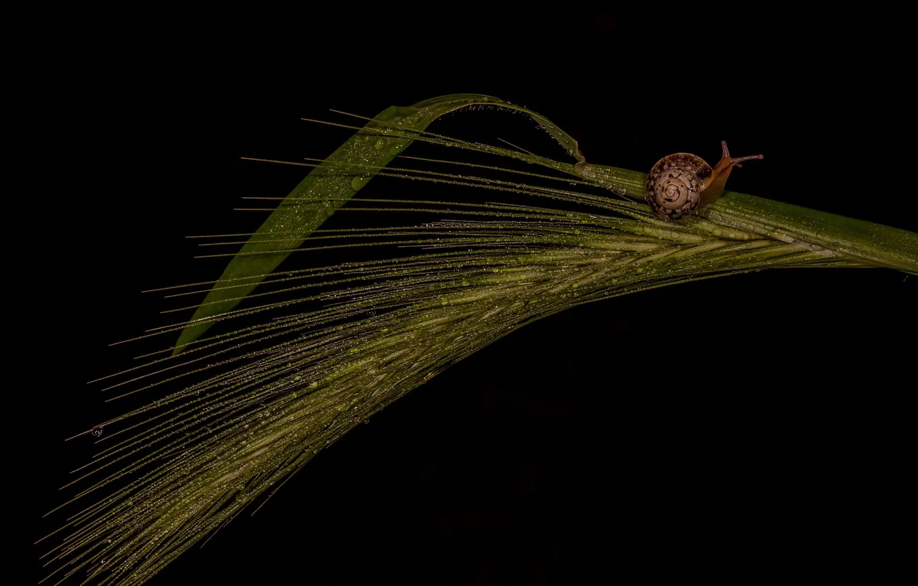 Photo wallpaper leaves, drops, Rosa, the dark background, snail, ears