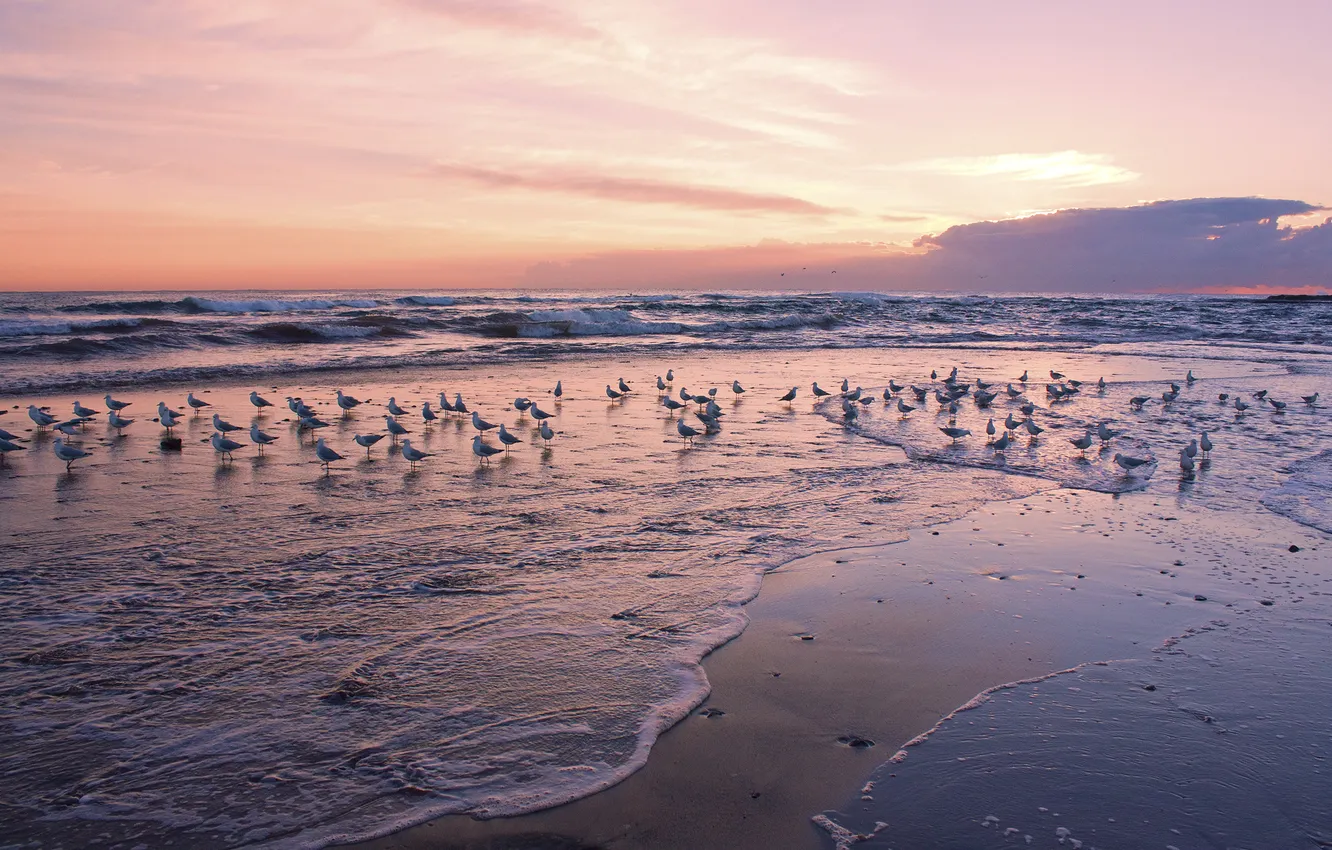 Photo wallpaper sea, wave, dawn, seagulls, beauty