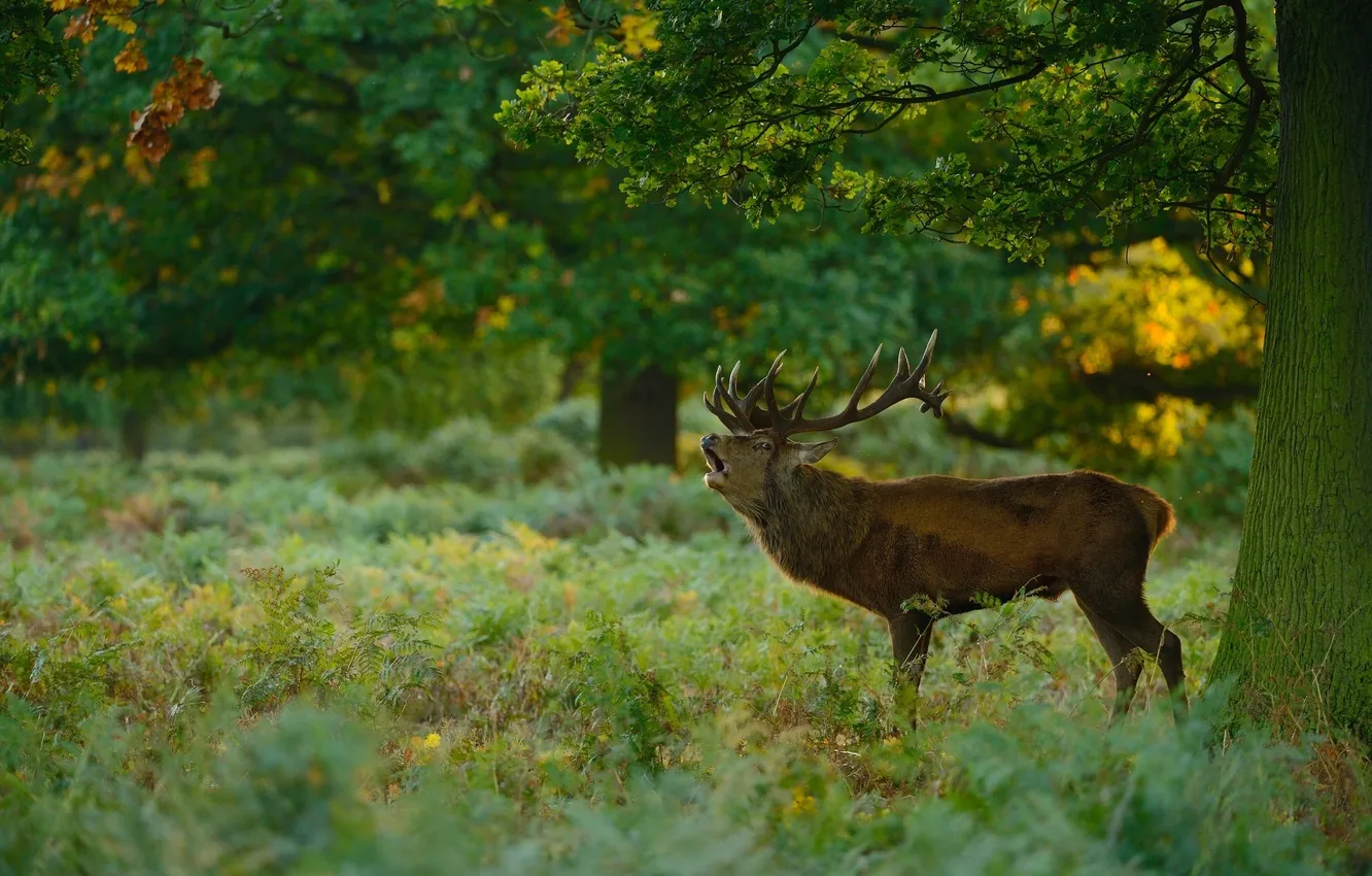 Photo wallpaper forest, glade, red deer
