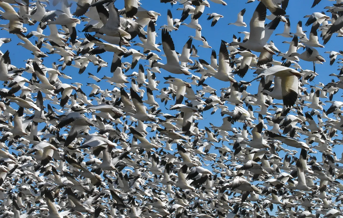 Photo wallpaper nature, bird, pack