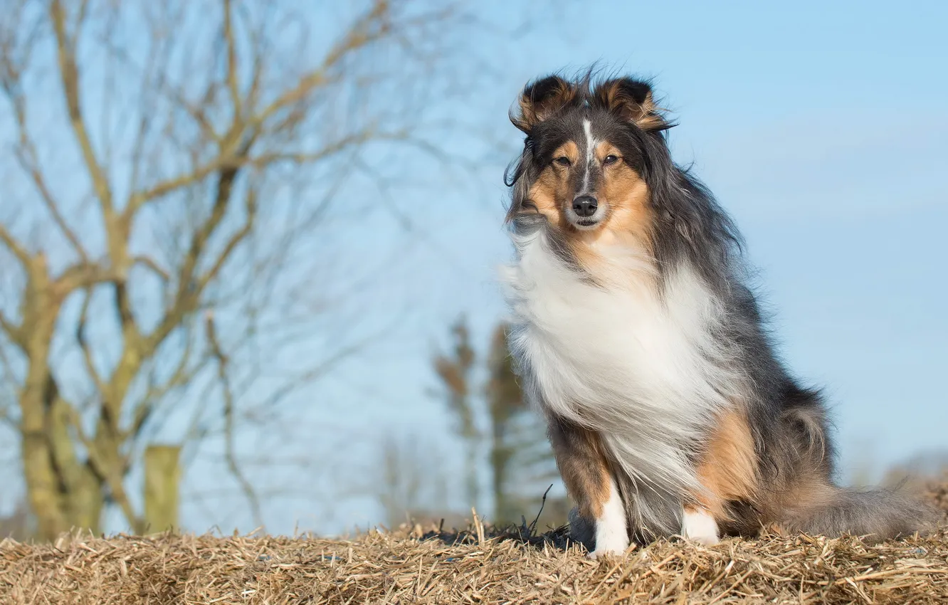 Photo wallpaper look, each, dog