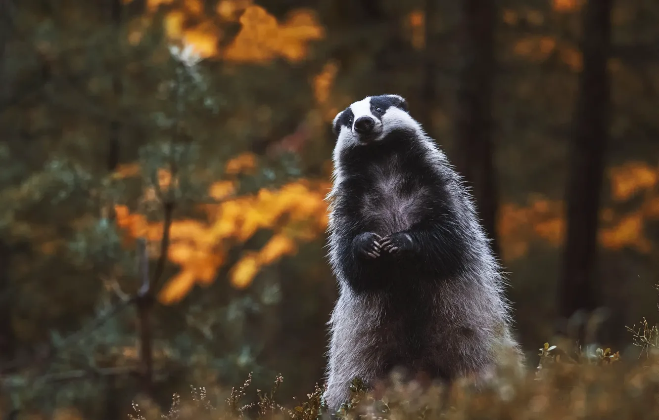 Photo wallpaper autumn, forest, look, pose, background, stand, badger