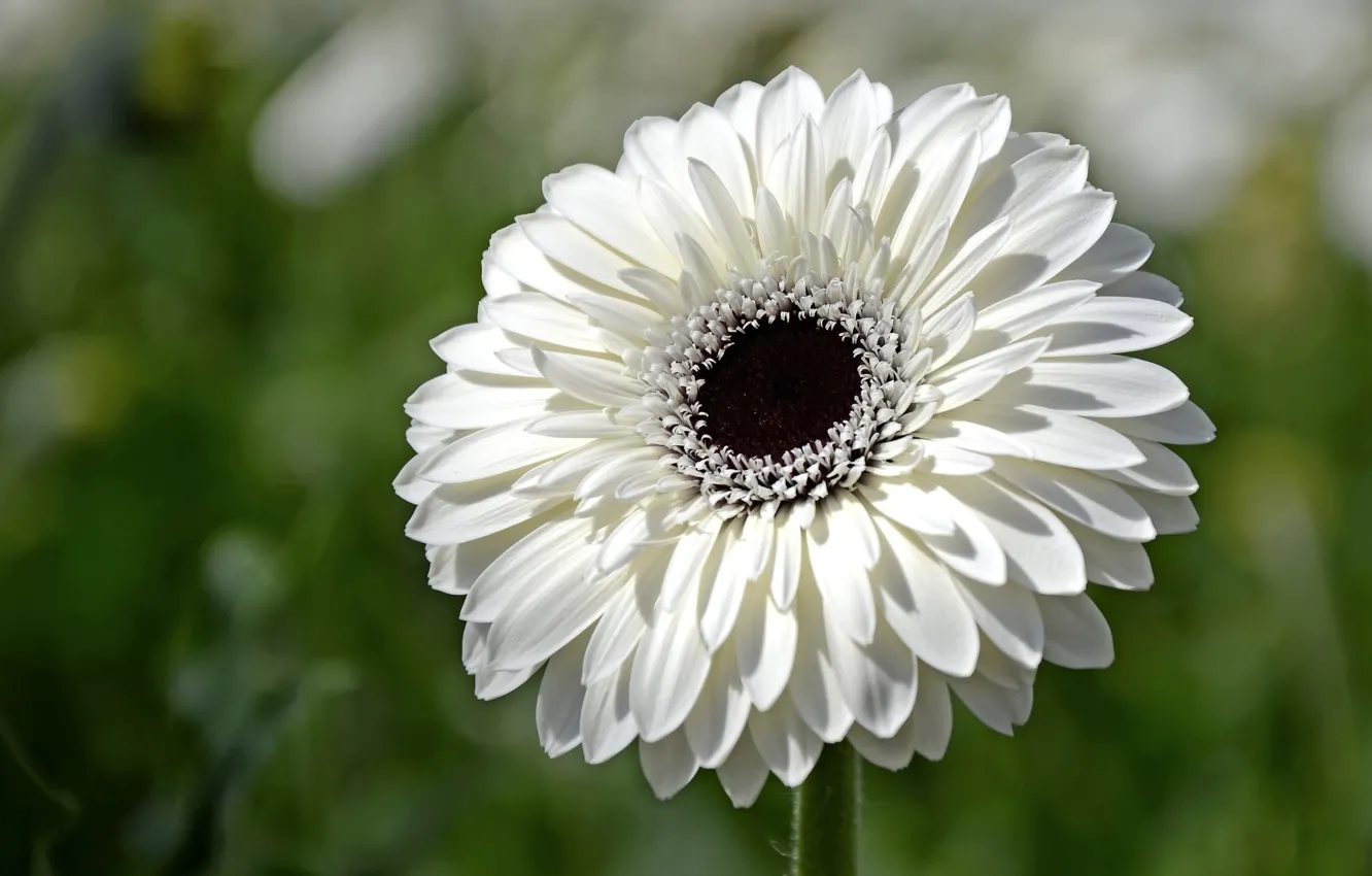 Photo wallpaper white, flower, gerbera