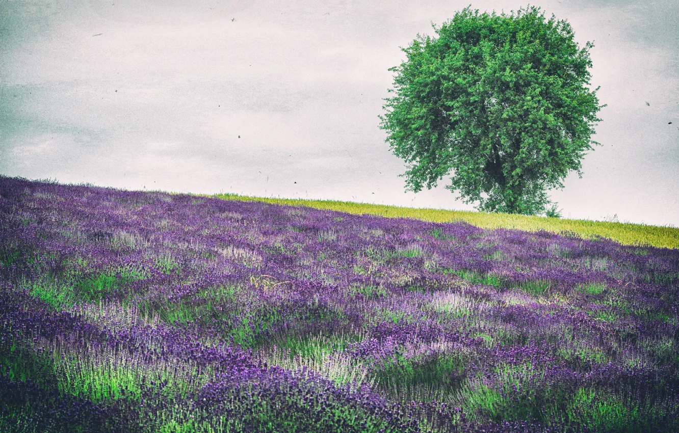 Photo wallpaper flowers, tree, hills, Poland, lavender, Golcha
