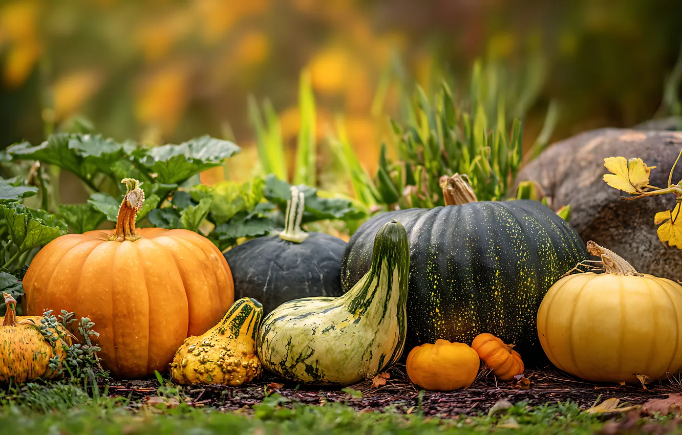 Photo wallpaper greens, autumn, garden, harvest, pumpkin, the garden, bokeh, the gifts of autumn
