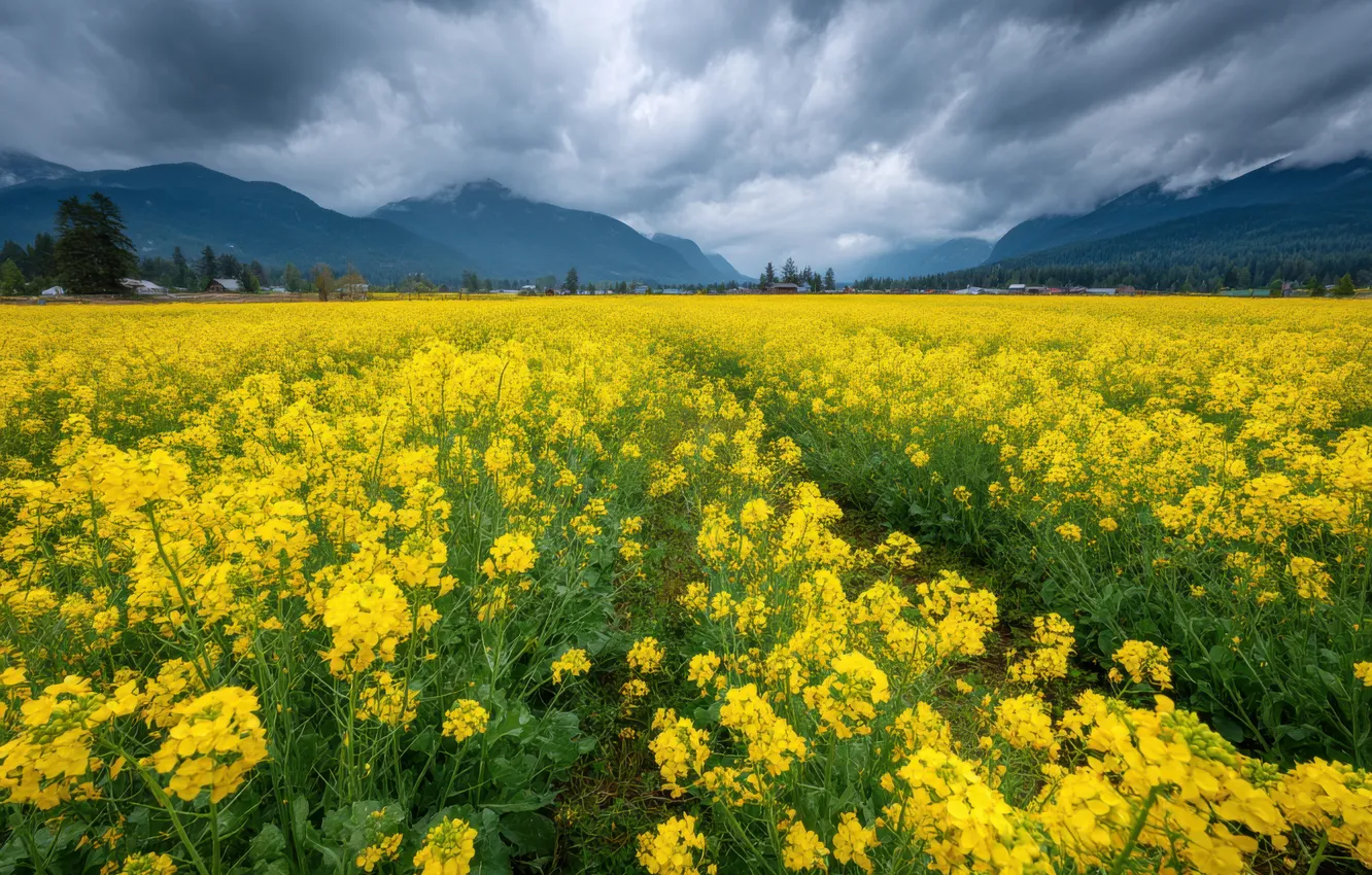 Photo wallpaper clouds, landscape, flowers, mountains, yellow, spring, dal, meadow