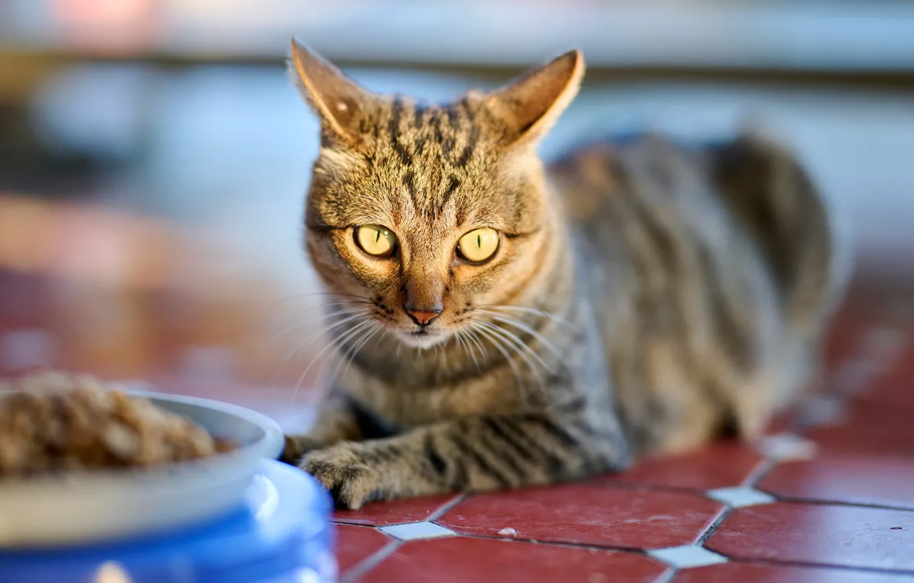 Photo wallpaper feed, cat, look, bowl, pose, light, face, bokeh