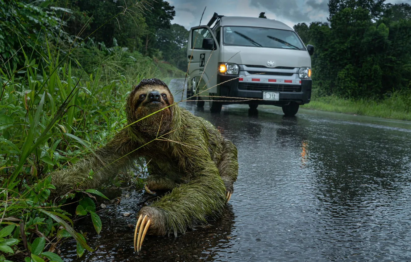 Photo wallpaper road, machine, pose, sloth