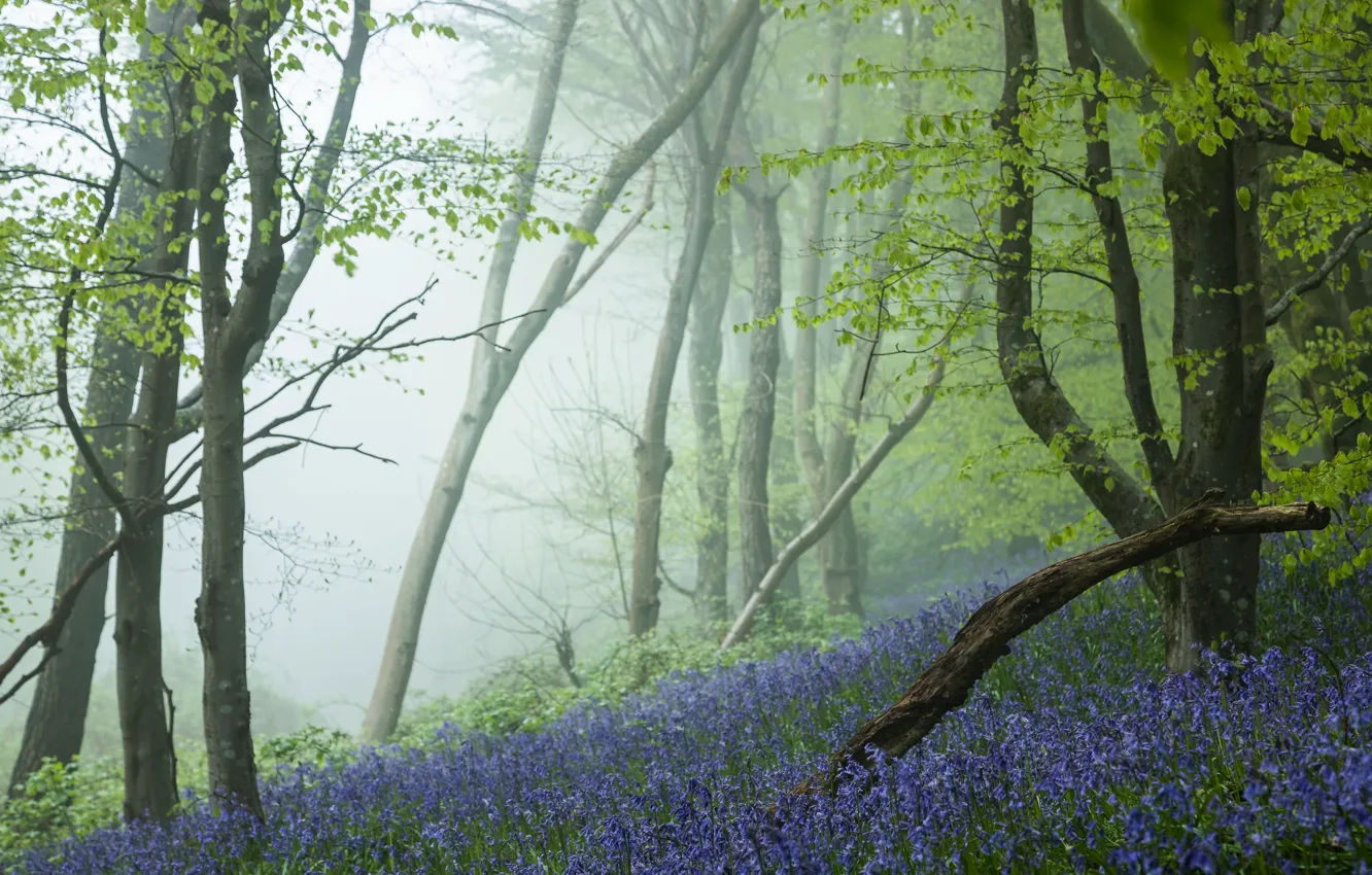 Photo wallpaper forest, trees, flowers, branches, nature, fog, glade, spring