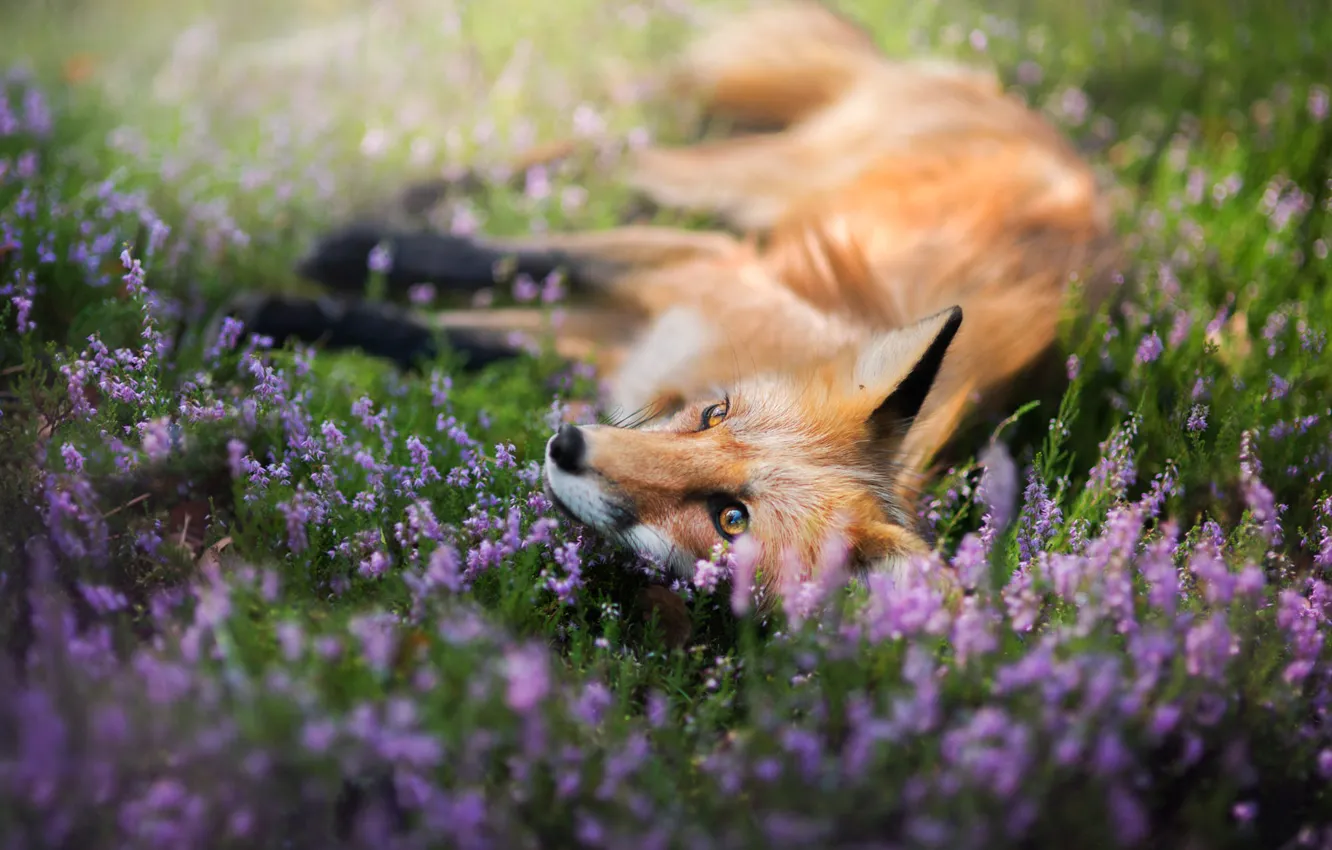 Photo wallpaper look, face, flowers, nature, pose, glade, paws, meadow
