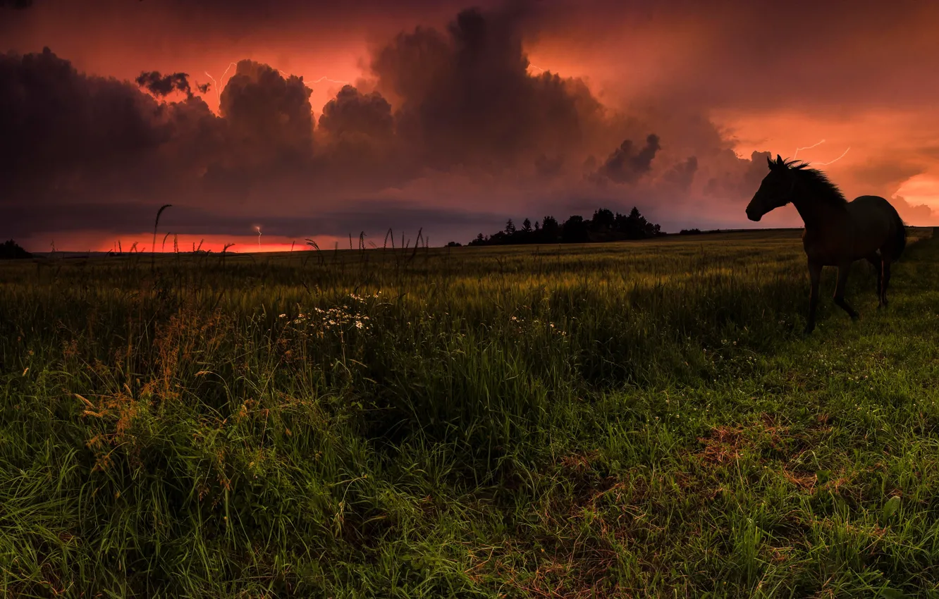 Photo wallpaper the storm, field, the sky, grass, clouds, lightning, horse, glow