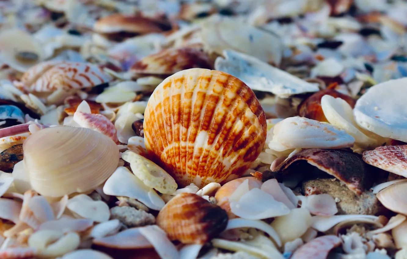Photo wallpaper beach, summer, nature, shell