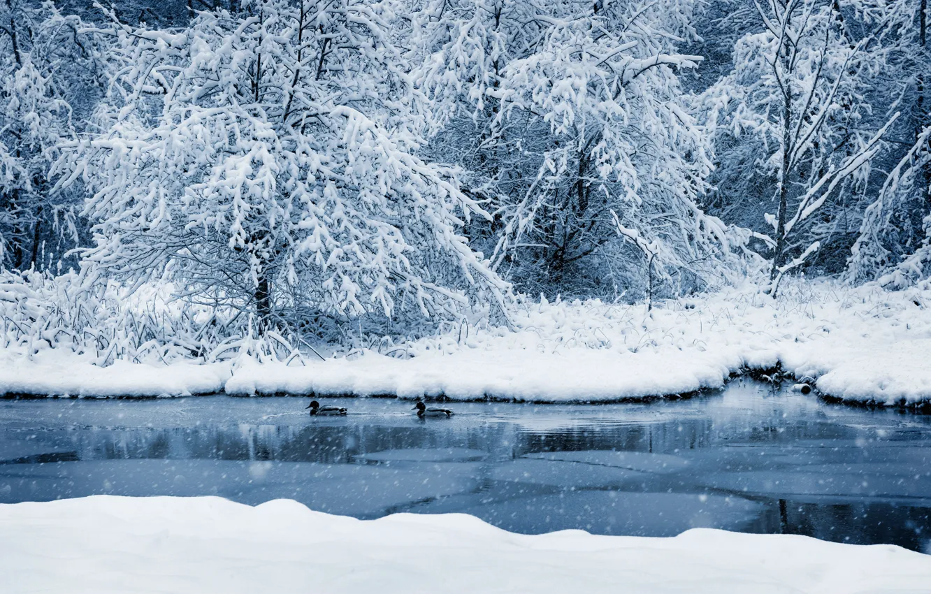 Photo wallpaper ice, winter, frost, forest, snow, trees, landscape, branches