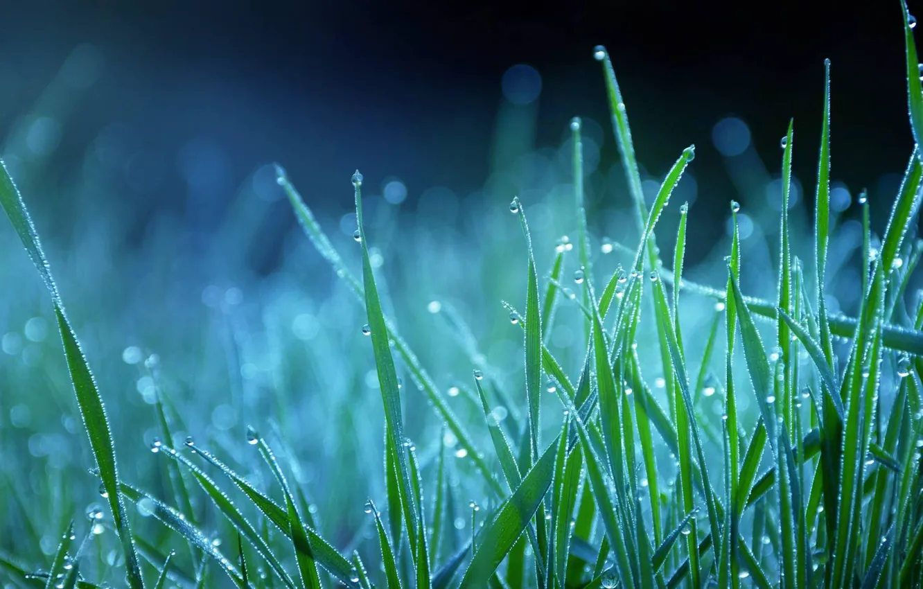 Photo wallpaper grass, drops, blue, nature, Rosa, blue