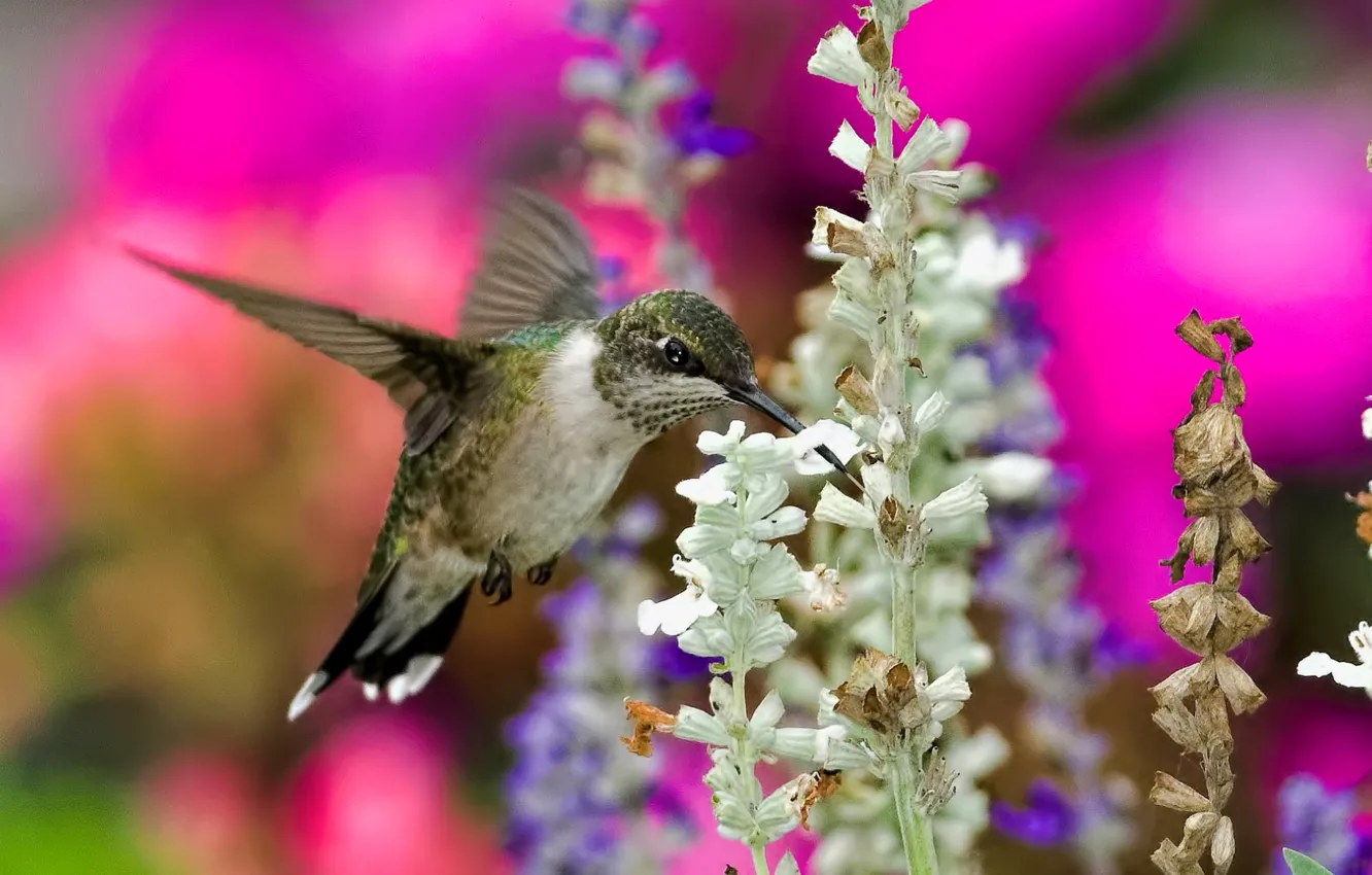 Photo wallpaper flowers, nature, bird, Hummingbird