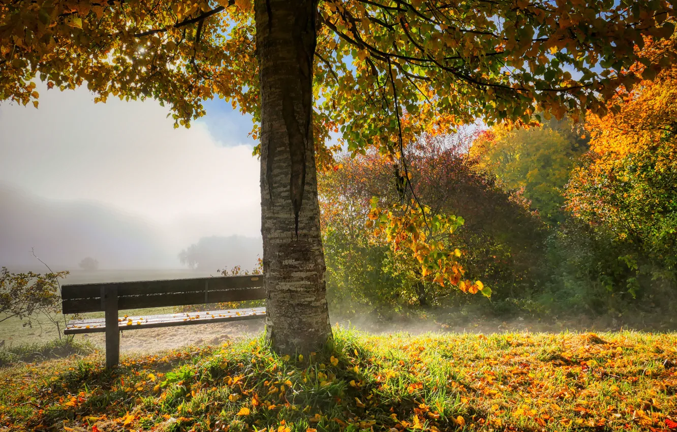Photo wallpaper autumn, bench, Park