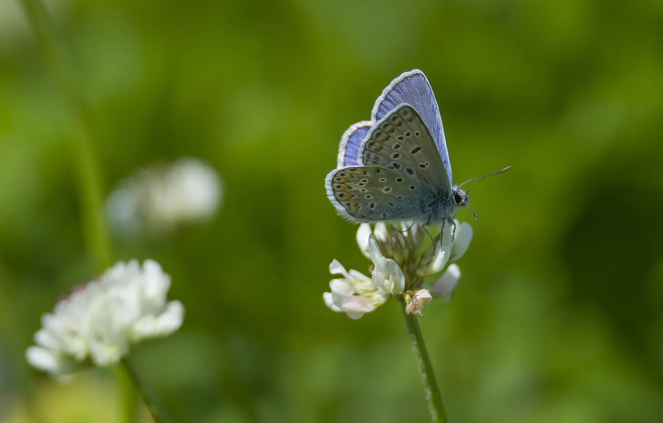 Photo wallpaper flowers, butterfly, clover, Polyommatus Icarus