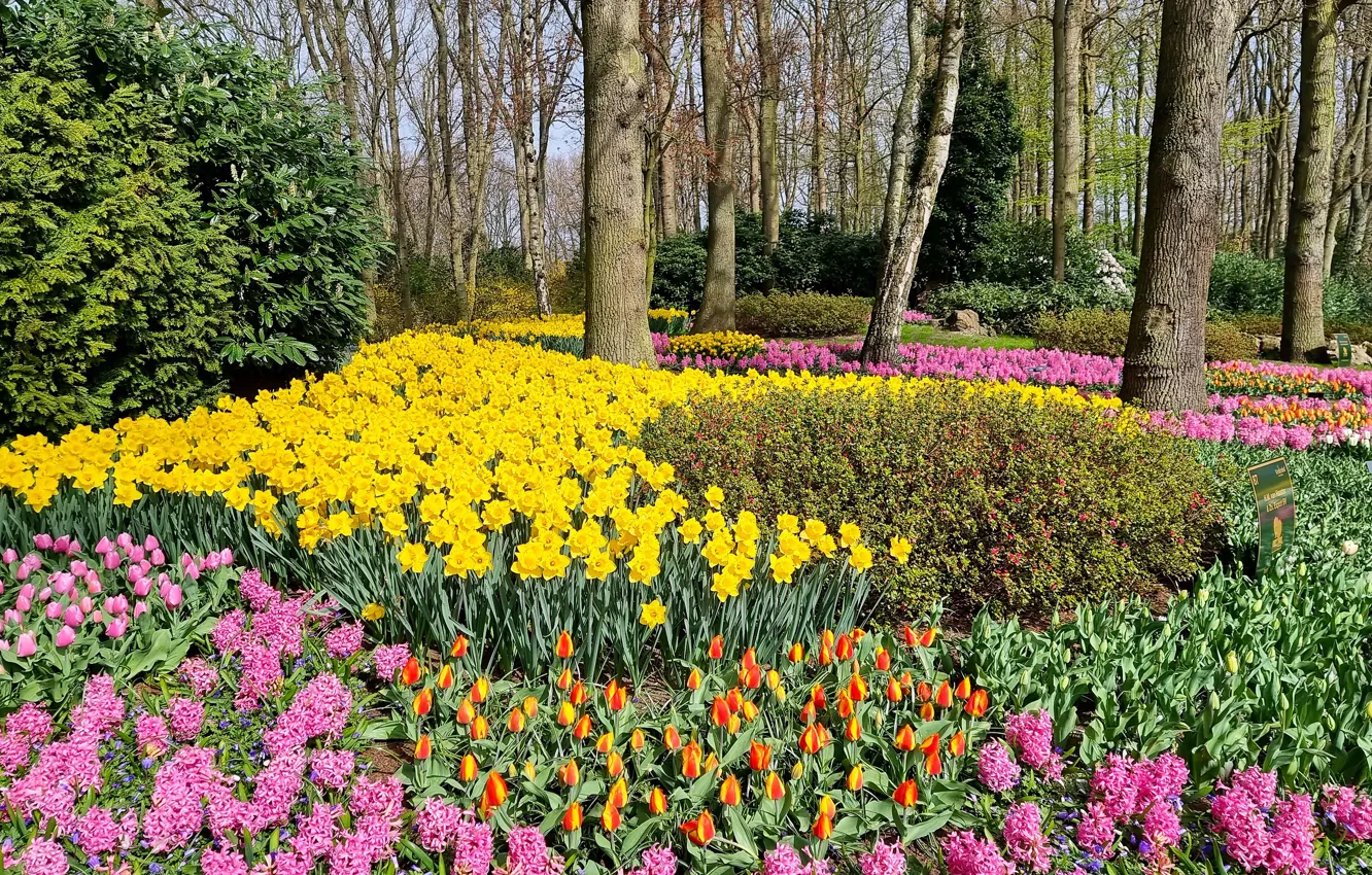 Photo wallpaper trees, flowers, orange, yellow, Park, spring, garden, tulips