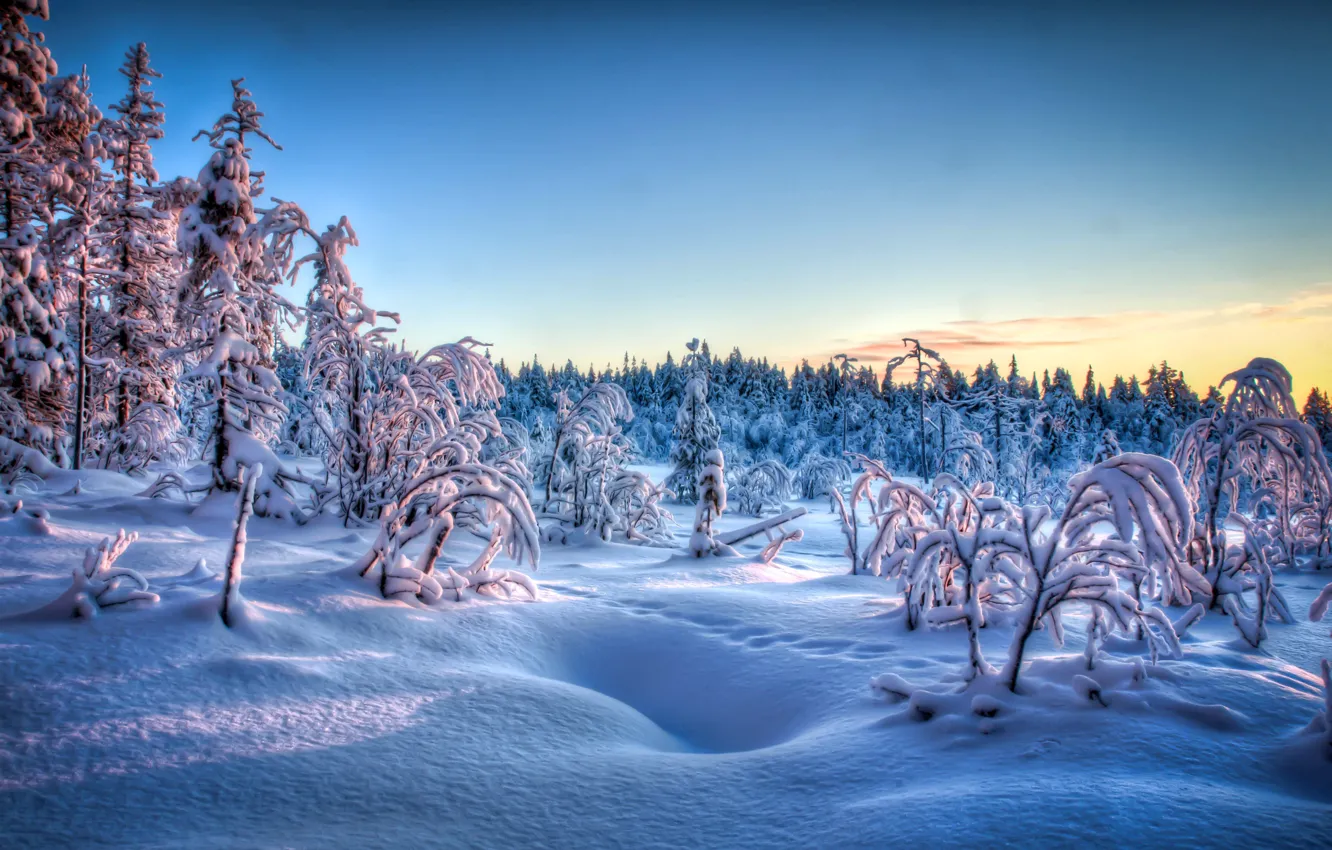 Photo wallpaper winter, frost, snow, trees, sunset, traces, the evening