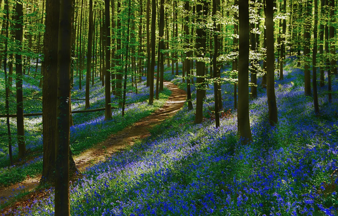 Photo wallpaper forest, flowers, spring, path