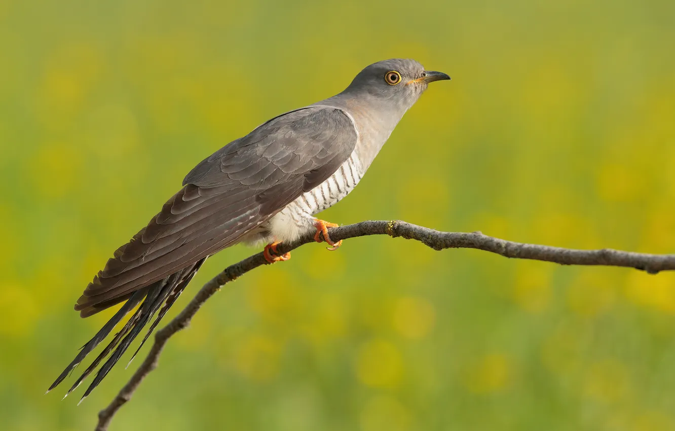 Photo wallpaper bird, branch, cuckoo