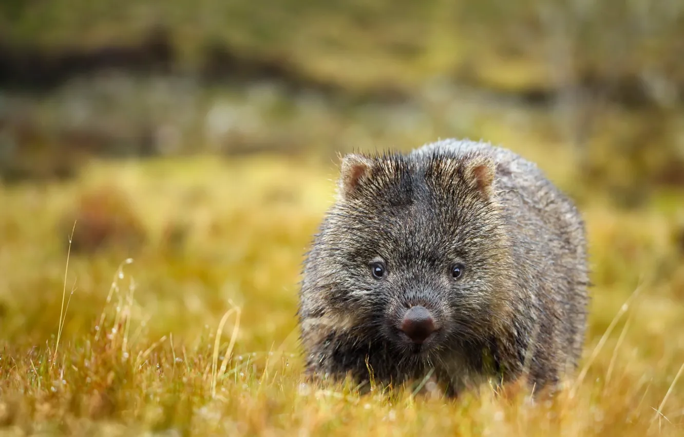 Photo wallpaper nature, background, Australia, Chord, mammal, marsupials, wombat, dvortsovye