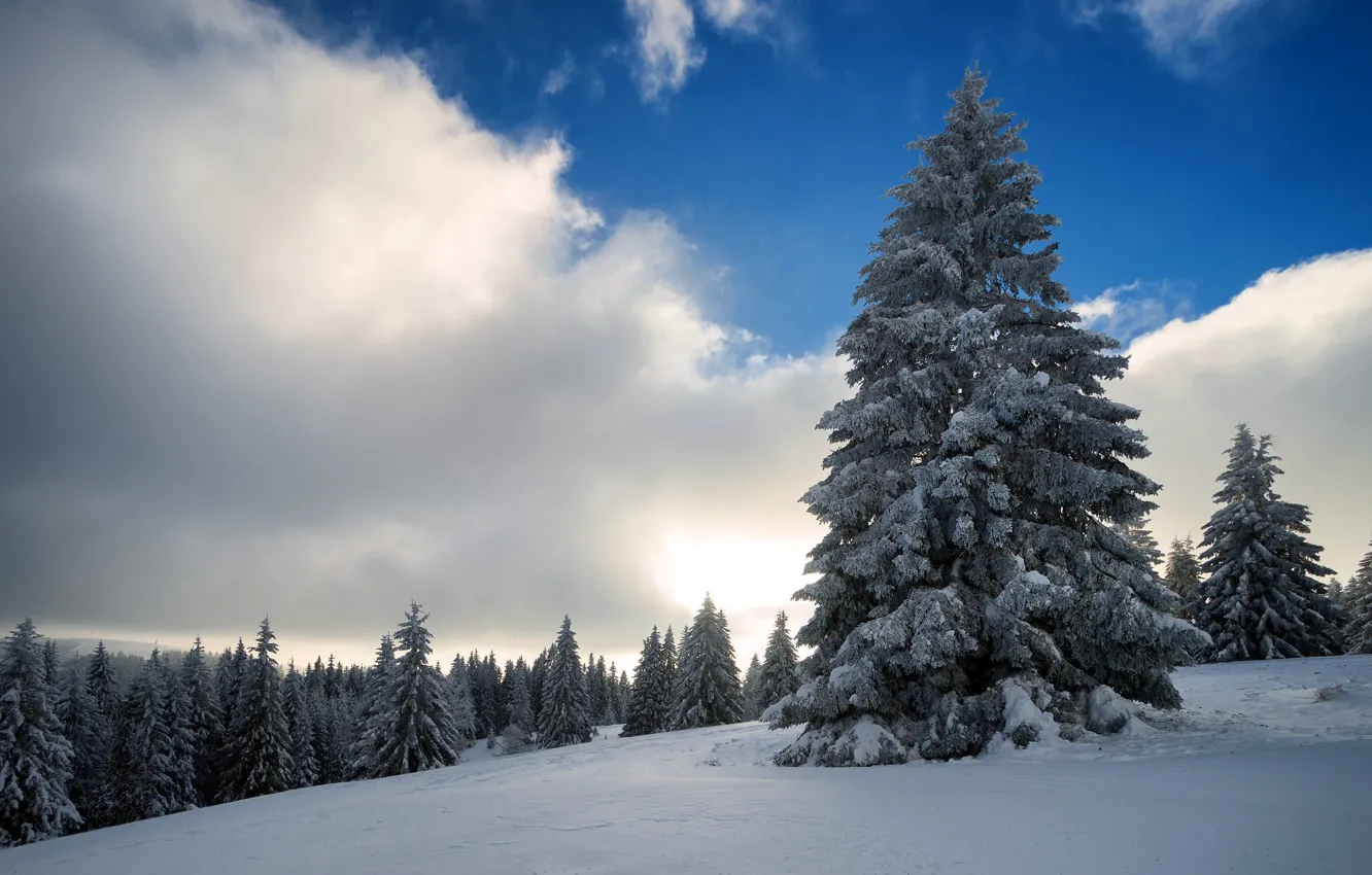 Photo wallpaper winter, snow, nature