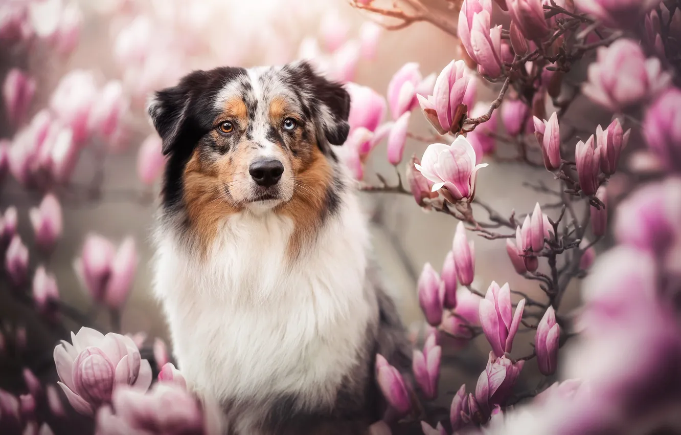 Photo wallpaper face, flowers, dog, flowering, Magnolia, Australian shepherd, Aussie