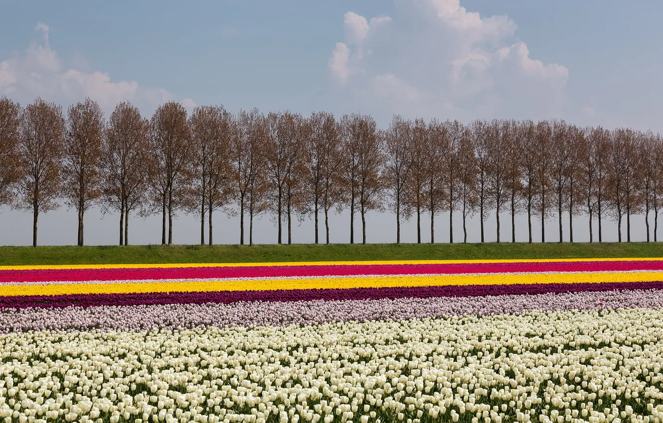Photo wallpaper trees, landscape, flowers, tulips
