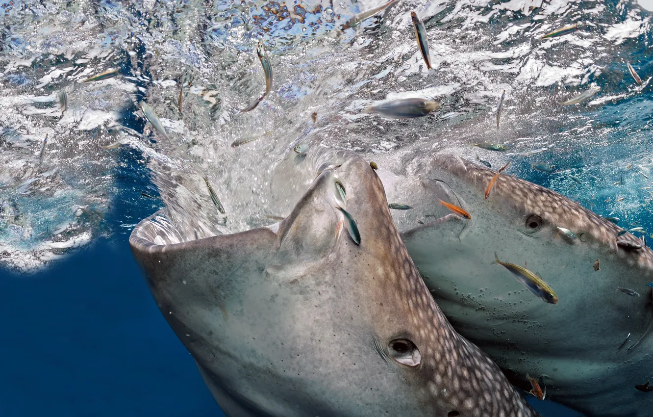 Photo wallpaper WATER, The WORLD, UNDERWATER, HUNTING, FOOD, FOOD, FISH, PACK