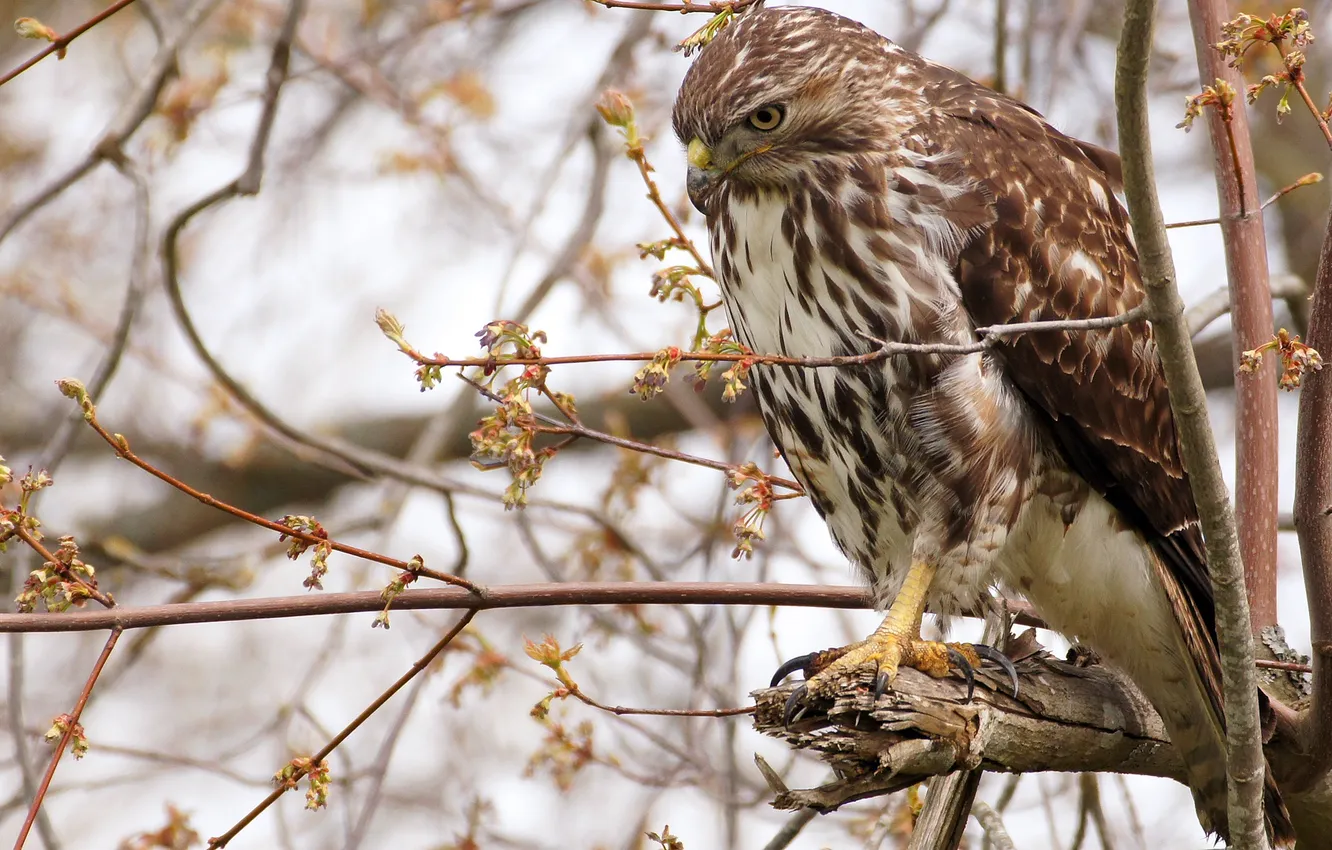 Photo wallpaper trees, branches, bird, predator, hawk