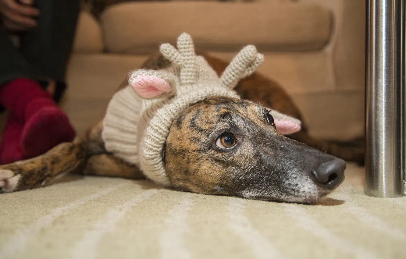 Photo wallpaper hat, dog, lies, horns