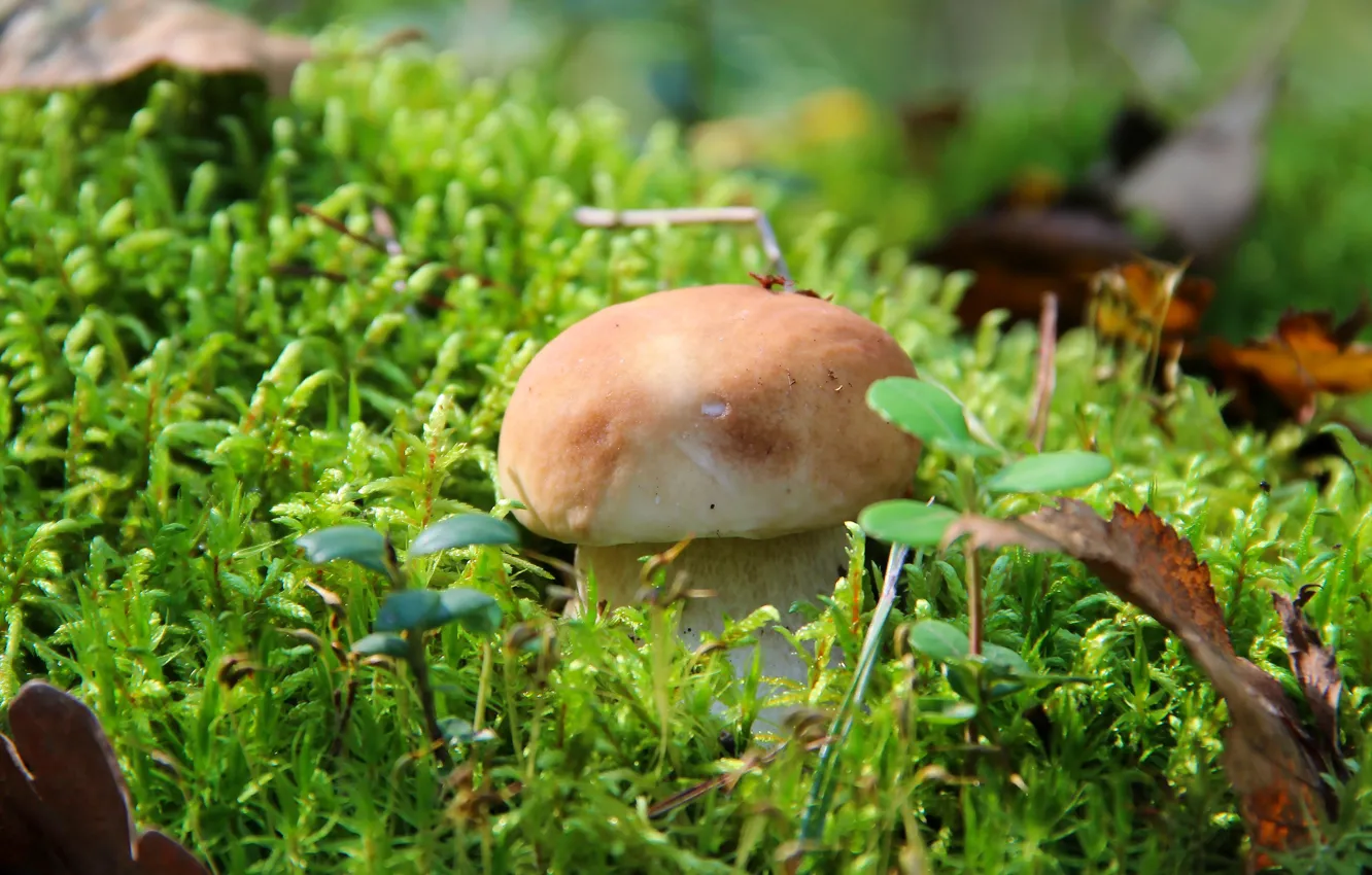 Photo wallpaper autumn, forest, nature, mushrooms, mushroom, white mushroom, quiet hunting