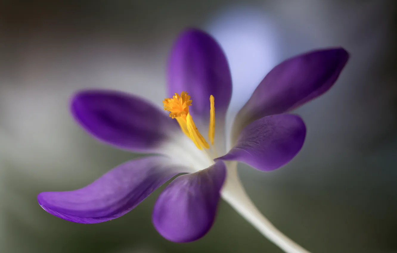 Photo wallpaper flowers, blur, crocuses