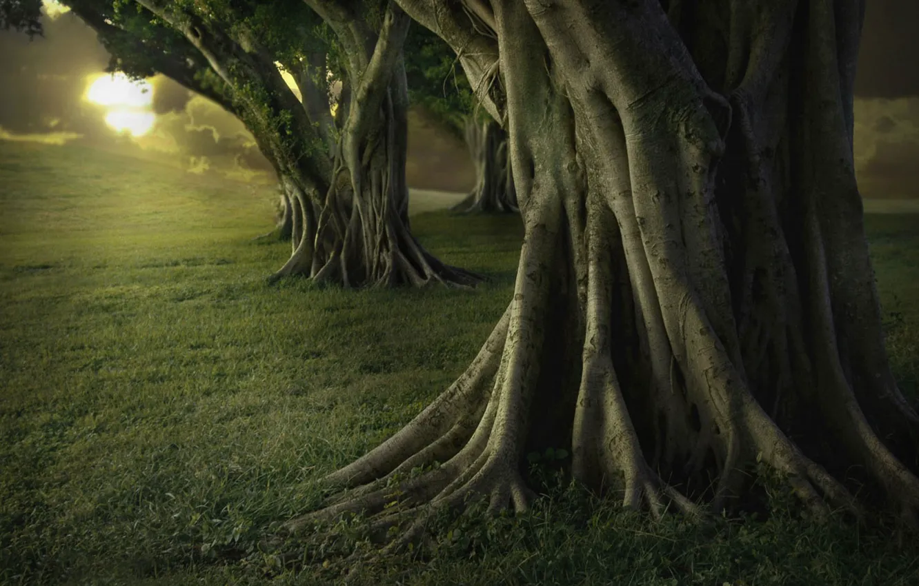 Photo wallpaper trees, the darkness, large