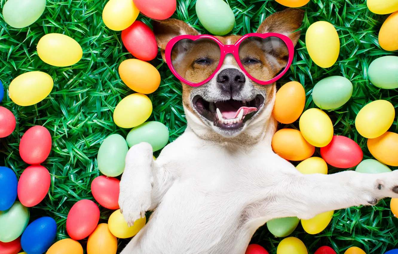 Photo wallpaper grass, dog, colorful, glasses, Easter, hearts, happy, dog
