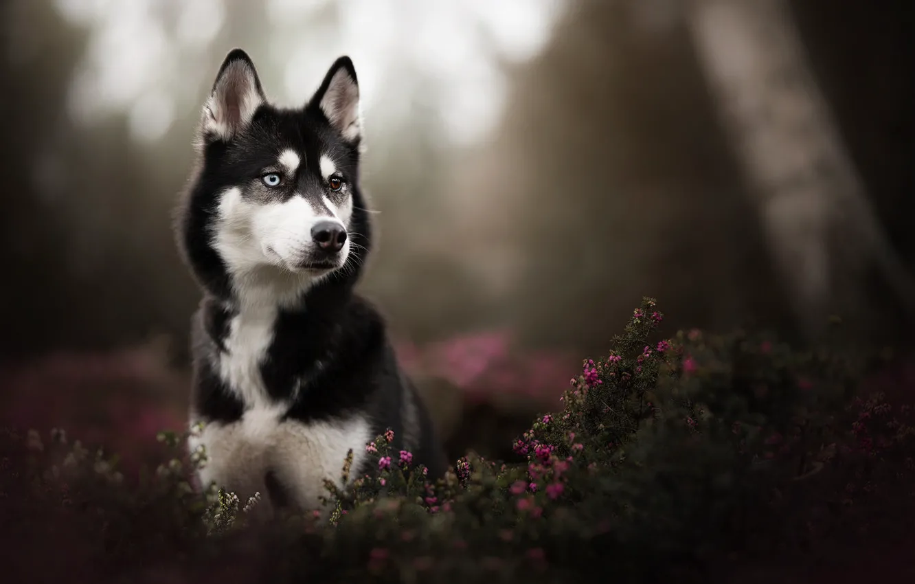 Photo wallpaper look, portrait, dog, husky, bokeh, Heather